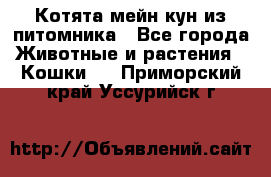 Котята мейн-кун из питомника - Все города Животные и растения » Кошки   . Приморский край,Уссурийск г.